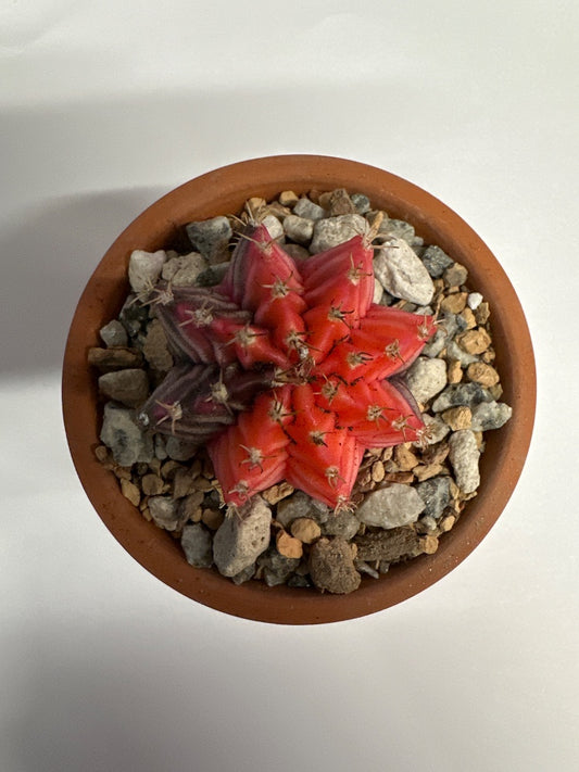 Gymnocalycium mihanovichii 'Hybrid' (#277999662798)