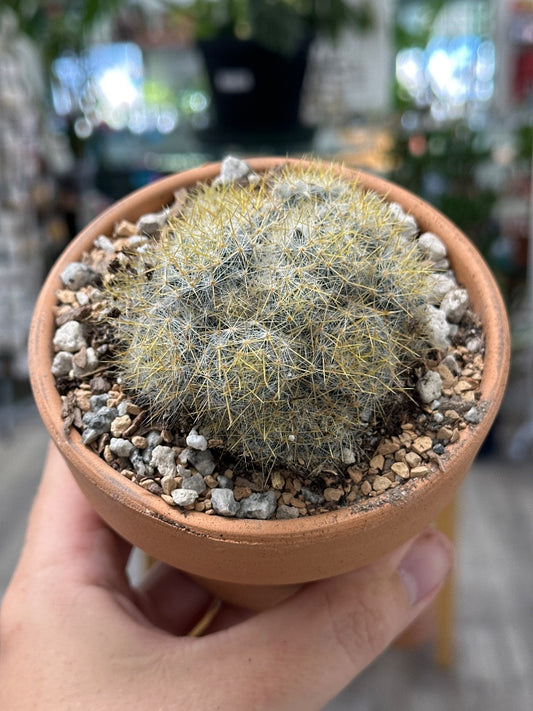 Mammilaria prolifera haitiensis (#330105617517)