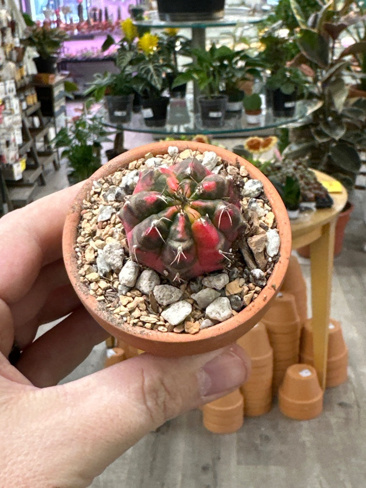 Gymnocalycium mihanovichii 'Hybrid' (#540113650397)