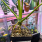 Philodendron Ricardoi [ID #15478761699]