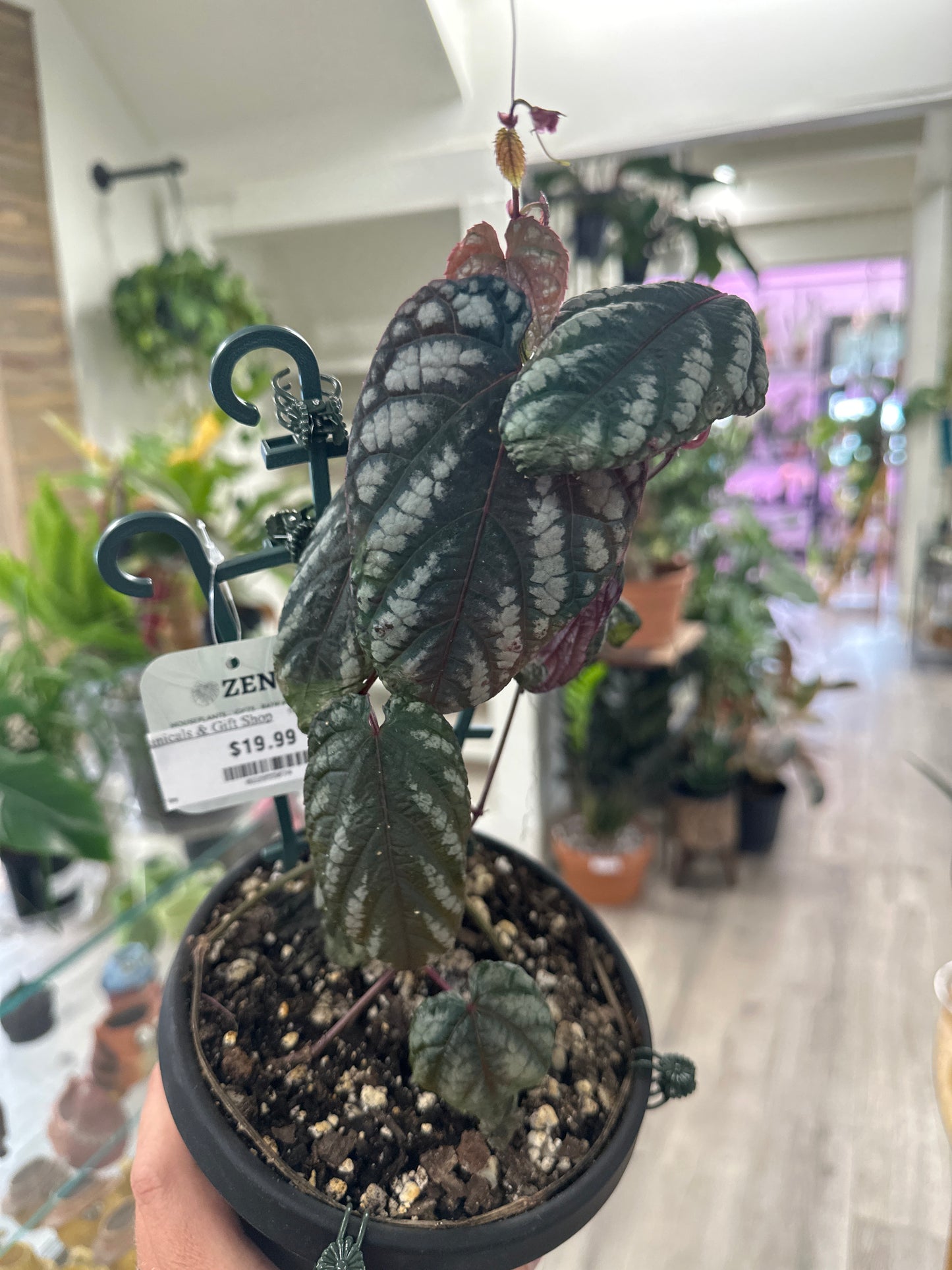 Cissus discolor (#022855074)