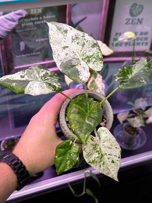 Alocasia odora batik variegated [ID #51812103213]