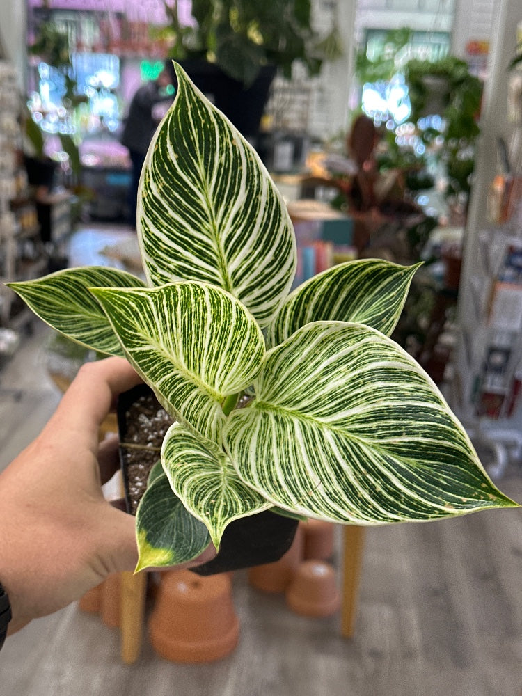 Philodendron spp. 'Birkin' (#077097061973)