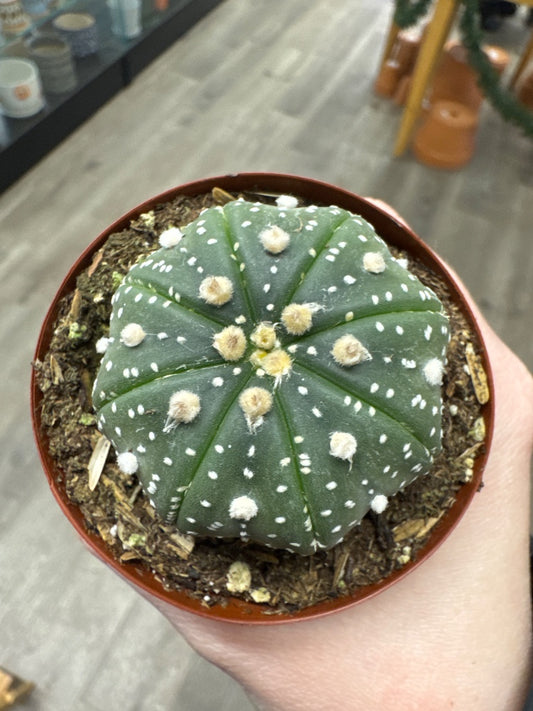 Astrophytum asteria (#280987394781)