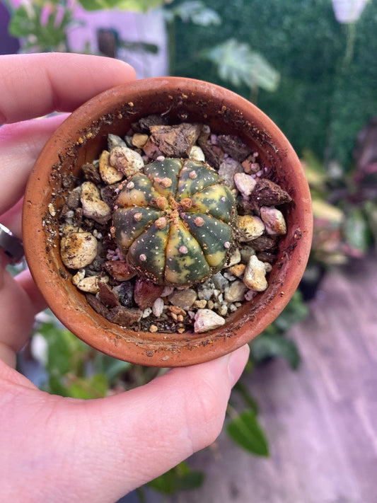 Astrophytum asteria 'varie' (#908231791042)