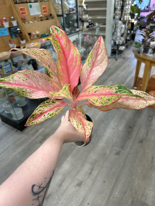 Aglaonema spp. 'Pink Butterfly ' (#040309395982)