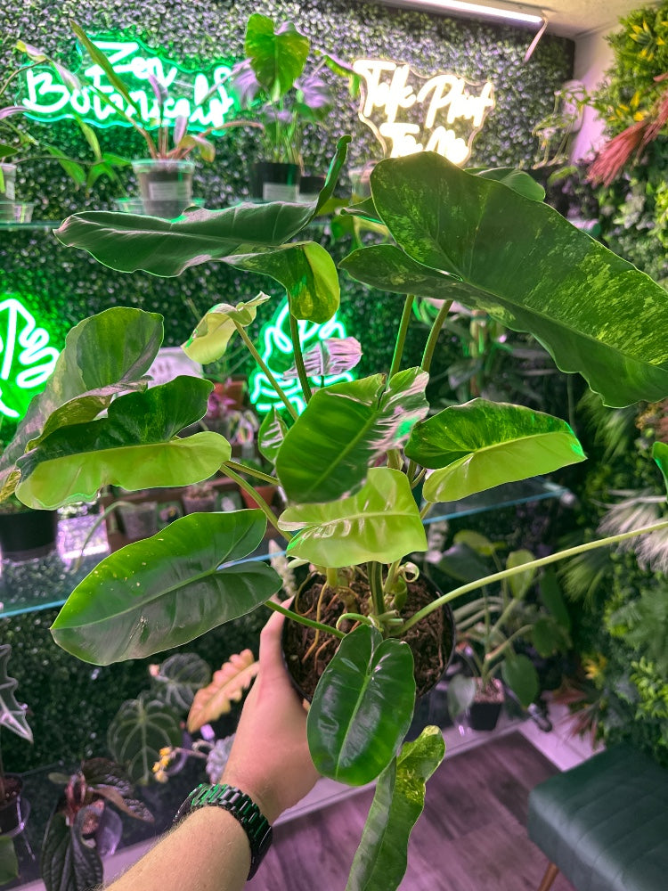 Philodendron burle-marxii 'Burle Marx Variegated' (#209606062586)