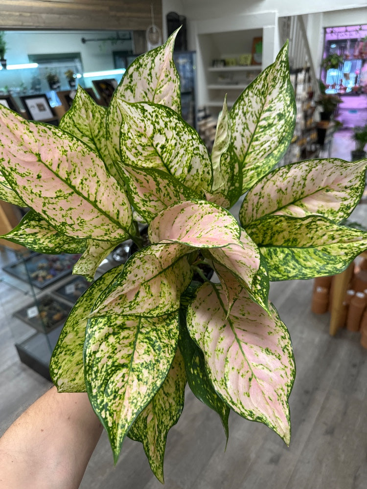 Aglaonema sp. (#636976450983)