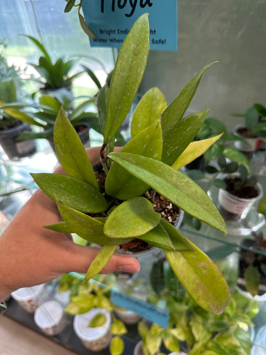 Hoya pubicalyx [ID #15821248]