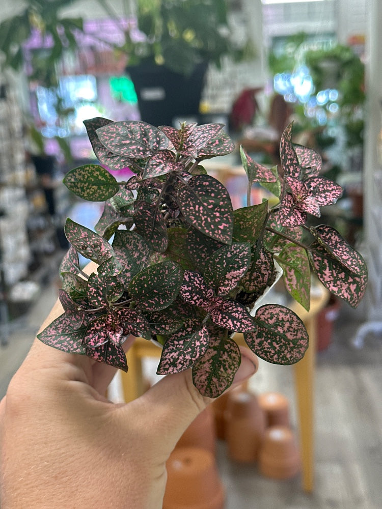 Hypoestes phyllostachya 'Polka Dot Plant' (#821472074968)