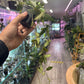 Hoya sigillatis 'sp sigillatis DD0034' (#945675676)