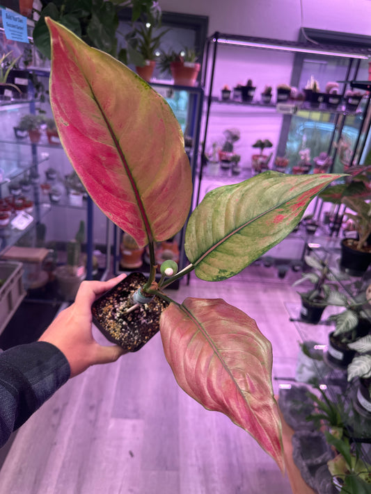Aglaonema cv. 'Prakaiphet' (#688534113849)