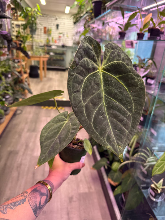 Anthurium noID (#117170777)