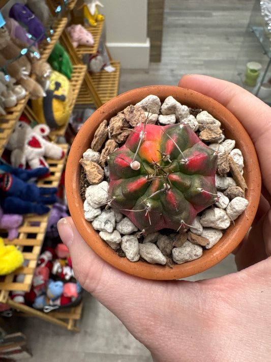 Gymnocalycium mihanovichii 'Hybrid' (#347344920906)