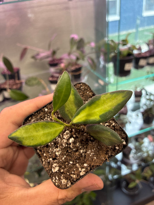 Hoya Burtoniea 'Variegata' (#145563734)