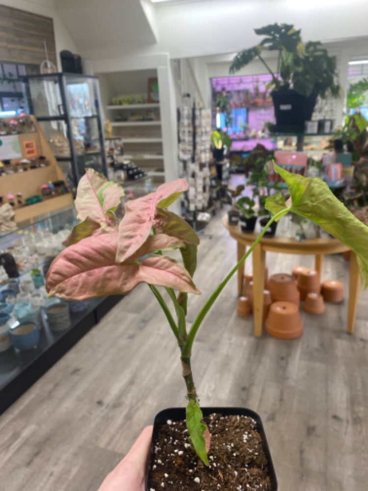 Syngonium podophyllum 'Pink Lava' (#986948769929)