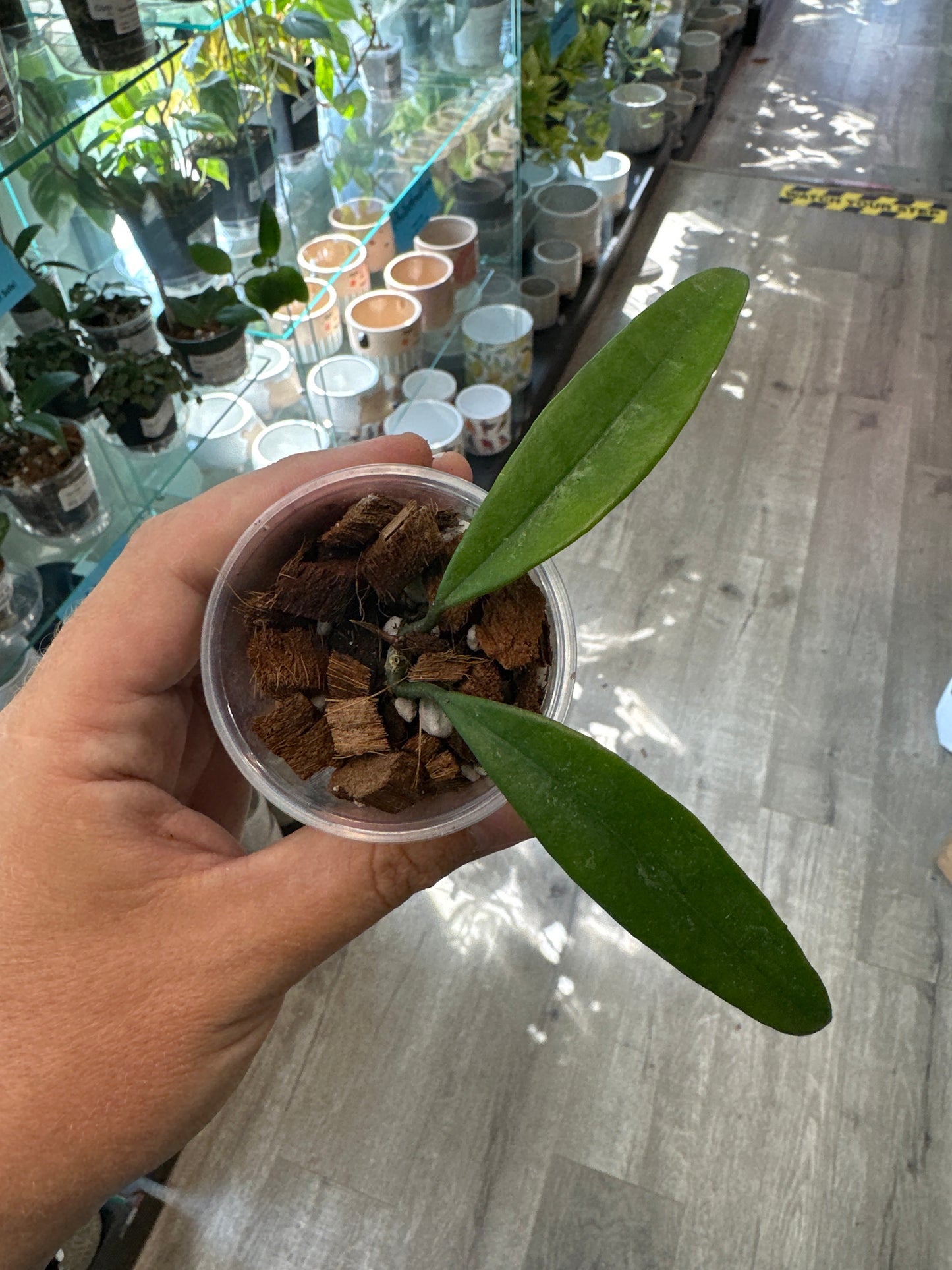 Hoya griffithii [ID #47107176]