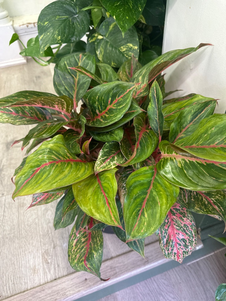 Aglaonema spp. 'Jazzed Gems Garnet' (#182159275074)