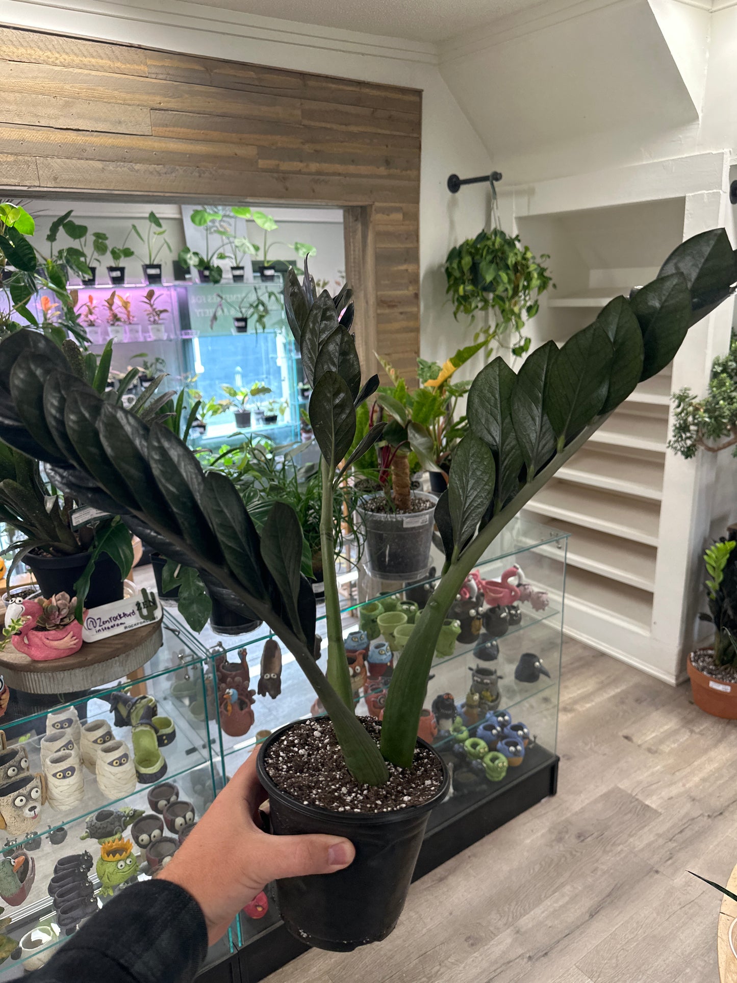 Zamioculcas Zamiifolia 'Raven' (#740350202)