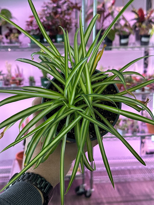 Chlorophytum comosum 'Spider Plant' (#253884042999)