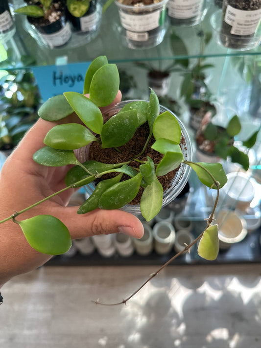 Hoya brevialata [ID #54346687450]