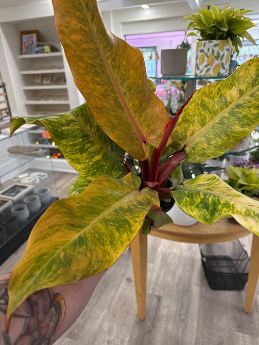 Philodendron erubescens 'Orange Marmalade' (#680253265756)
