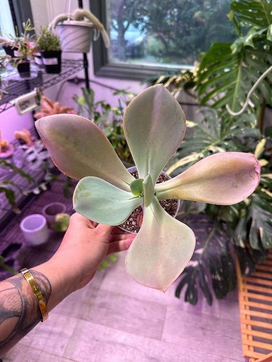 Echeveria Cante (#055088122)