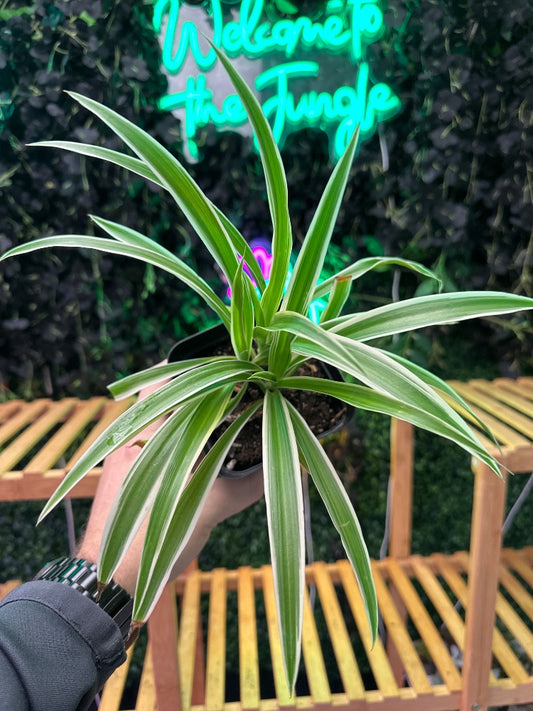 Chlorophytum comosum 'Spider Plant' (#908788363945)