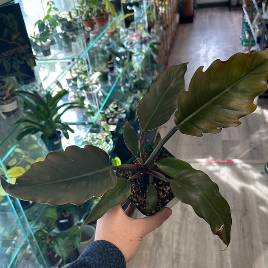 Philodendron Chocolate Empress [ID #55629605494]