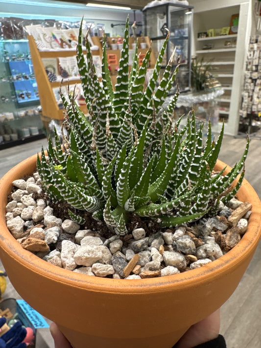 Haworthia fasciata (#369977039773)