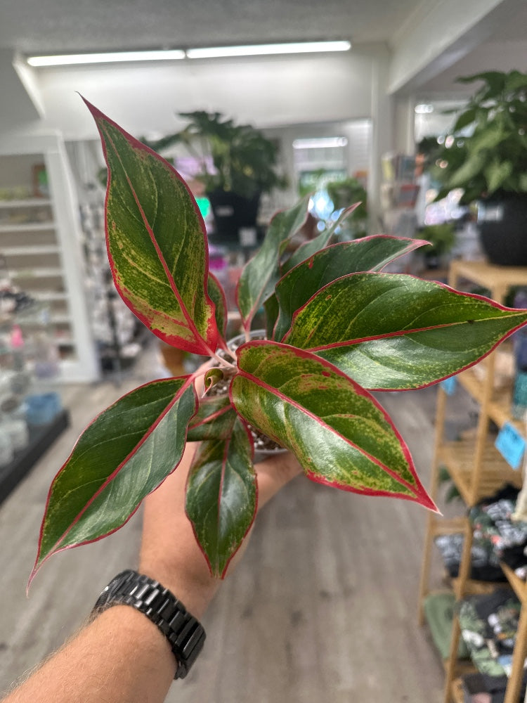 Aglaonema spp. 'Siam Aurora' (#221585545805)