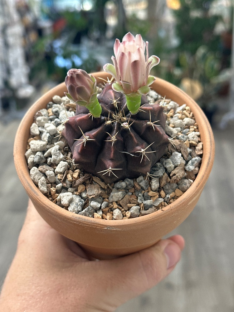 Gymnocalycium mihanovichii 'Hybrid' (#754328105842)