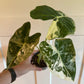 Alocasia Frydek 'Variegata' (#677949842)