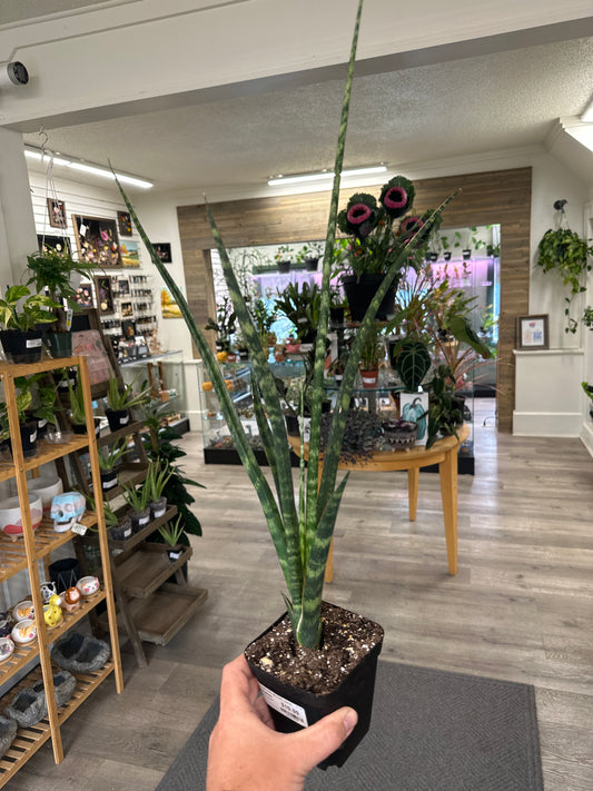 Sansevieria Cylindrica 'Fernwood' (#807669558)