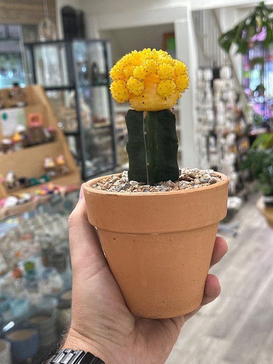 Gymnocalycium mihanovichii 'Moon Cactus Yellow' (#380754333996)