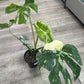 Monstera Deliciosa 'Thai Constellation' (#744691692)