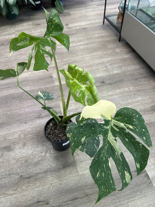 Monstera Deliciosa 'Thai Constellation' (#744691692)