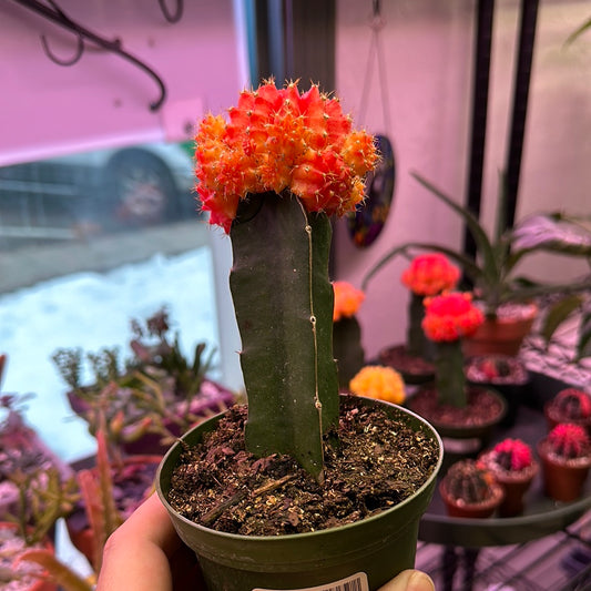 Gymnocalycium mihanovichii (4" Orange Moon Cactus) [ID #15560917108]