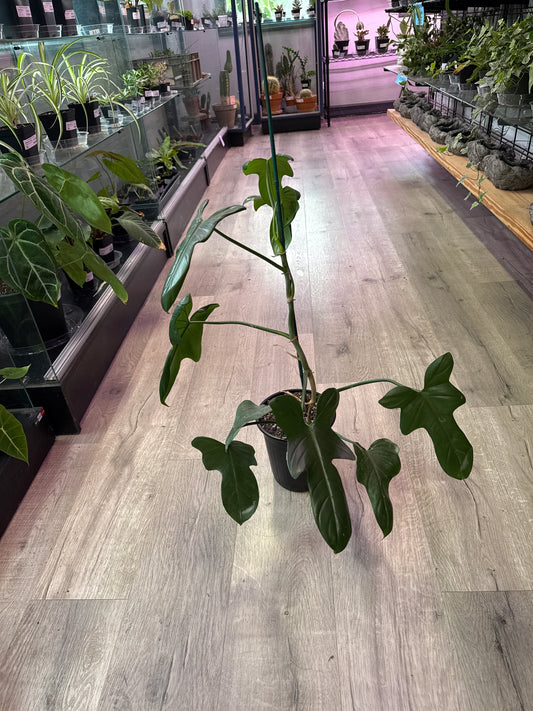 Philodendron Bipennifolium (#355579669)