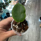 Hoya incrassata [ID #80072648873]