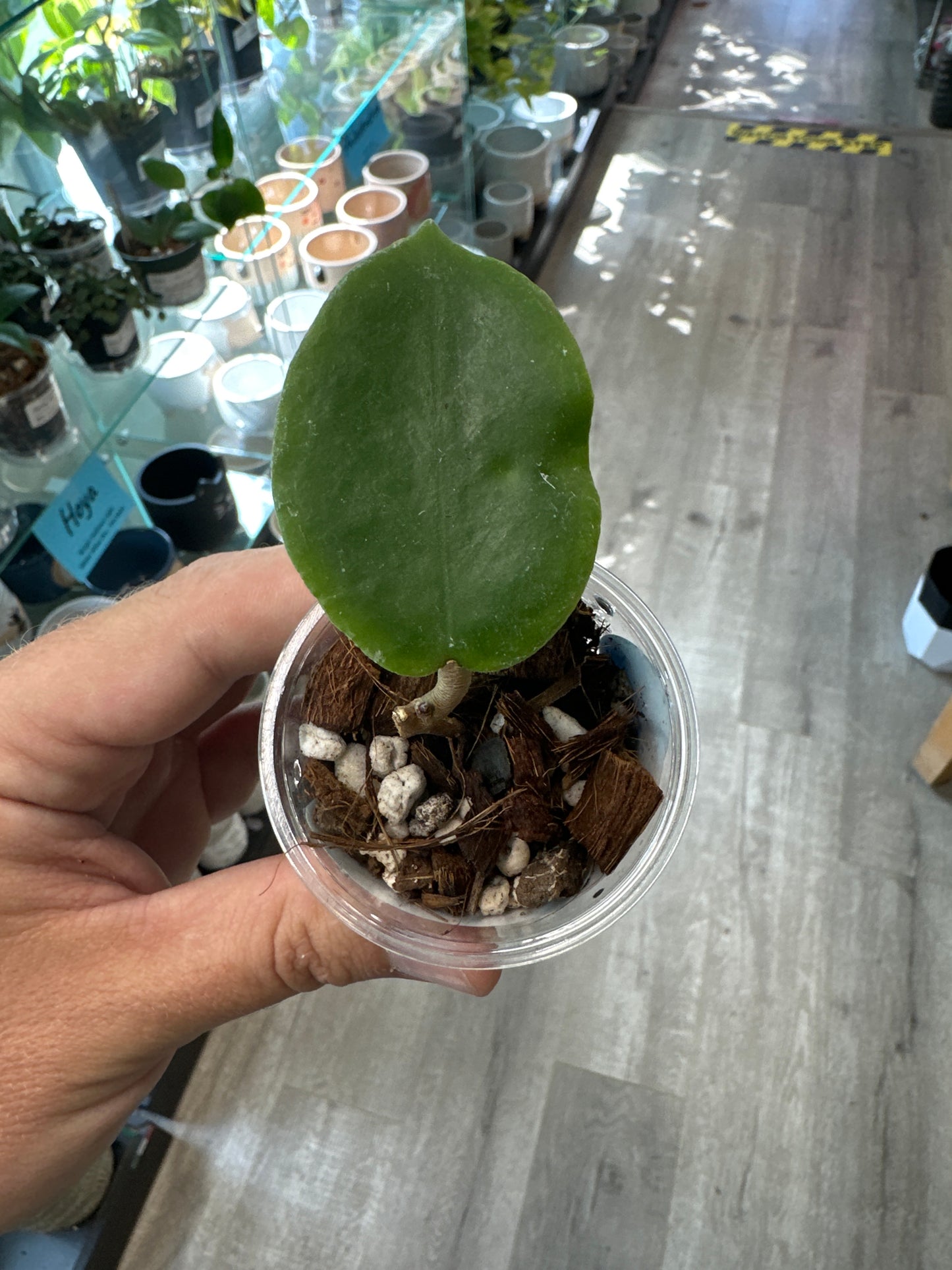 Hoya incrassata [ID #80072648873]