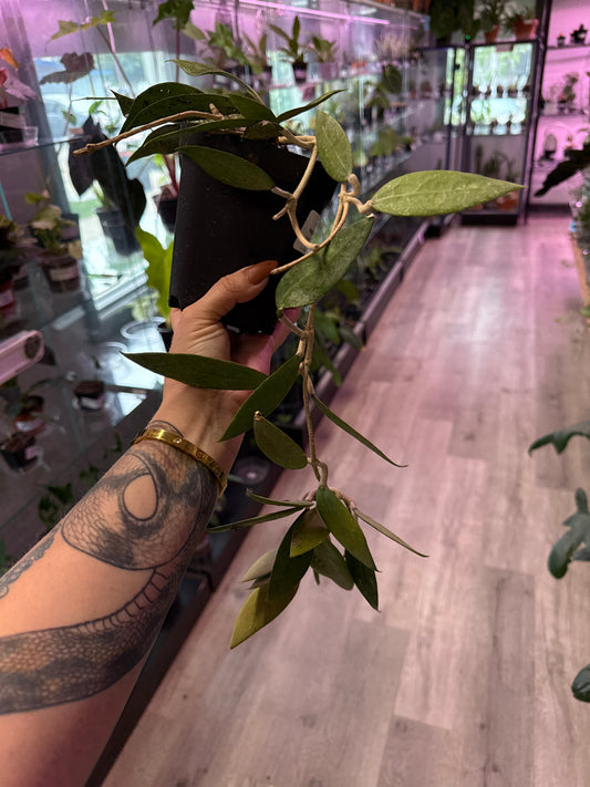 Hoya Pallida (#545077185)