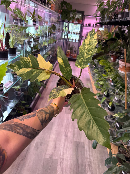 Philodendron Erubescens 'Carmel marble' (#003365933)