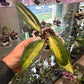 Hoya macrophylla 'Pot of Gold' (#708844470)