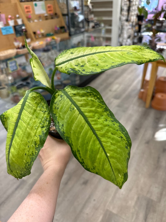 Dieffenbachia spp. 'Crocodile ' (#084260178770)