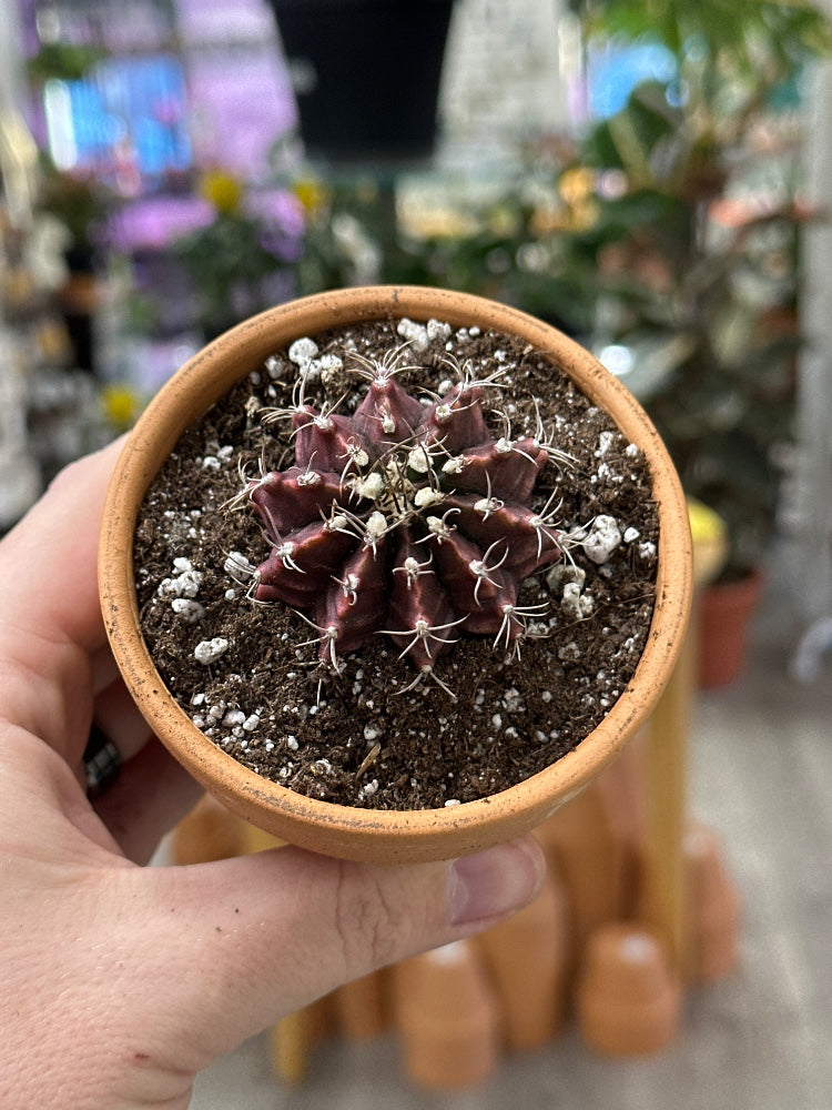 Gymnocalycium mihanovichii 'Hybrid' (#185315916840)