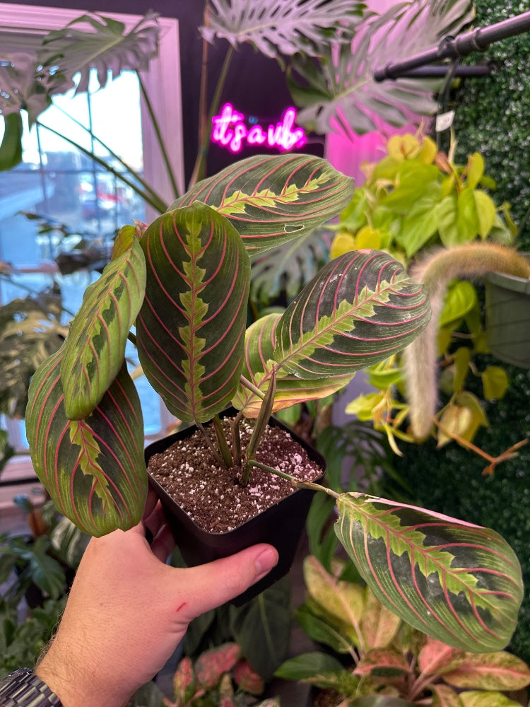 Maranta leuconeura 'Red Prayer Plant' (#166931251231)