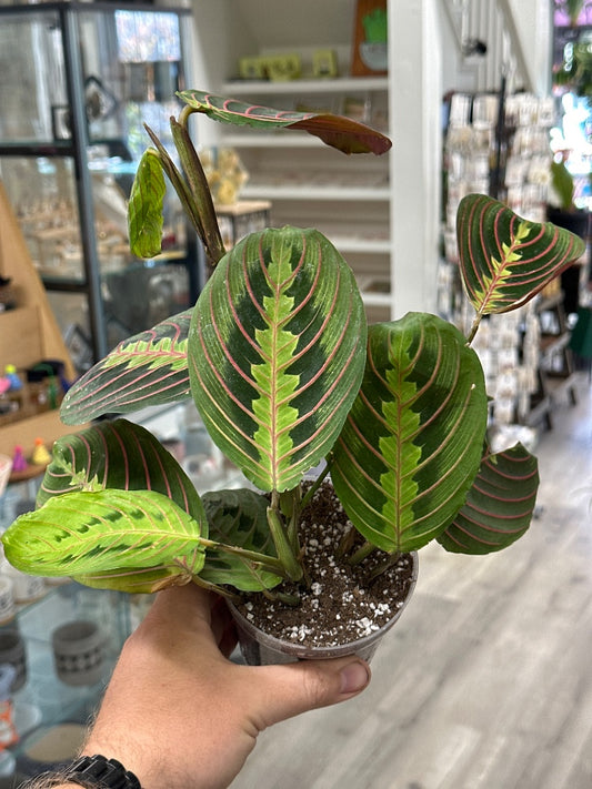 Maranta leuconera 'Prayer Plant' (#605401699381)