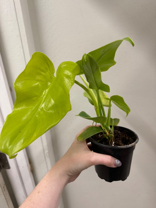 Philodendron Gold Violin  (#259528458290)