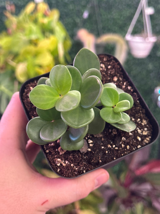 Peperomia cv. 'Hope' (#647716528733)